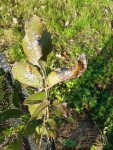 IMG-20201101-WA0000.jpg