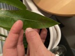 472FF6E3-B0C4-4873-8525-512E572C30C2.jpeg