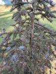 sapin.jpg