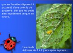 COCCINELLE 2.jpg