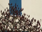 Rhus.jpg