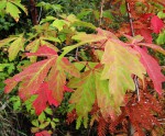 acer-gris01_191017a.jpg