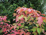 acer-gris01_191028a.jpg