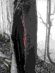 arbre.jpg