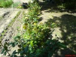 les rosiers pas tous à gauche les haricots