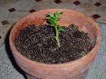 voilà il est replanté