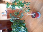 le schéfflera global