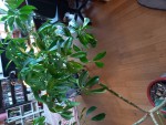 La branche la plus touffue (60cm)