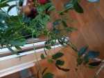 La branche intermédiaire (50 cm)