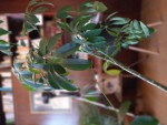 La branche la plus faible (30 cm- 2 ramures)