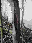 arbre2.jpg