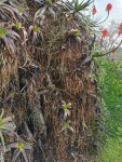 Plantes 03.jpg