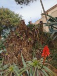 Plantes.jpg