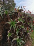 plantes 02.jpg