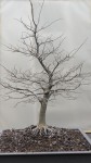 zelkova serrata.JPG
