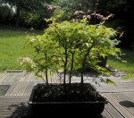5 palmatum.jpg
