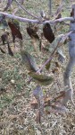 maladie feuilles eucalglob.jpg