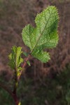 IMG_20210204_162929a.jpg