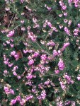 IMG_9350.JPG