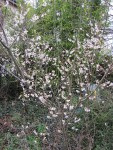 ume03_210205a.jpg