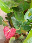 anthurium.jpg