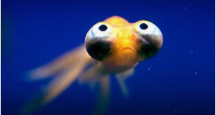 Poisson.jpg