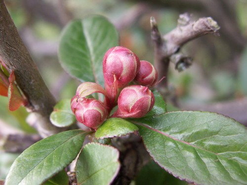 Pommier à fleurs (2).JPG