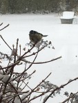 IMG_9405.JPG