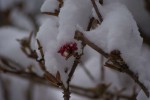 DSC03647.jpg