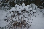 DSC03651.jpg