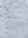 IMG_9442.JPG