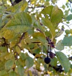 IMG_20210212_094406_786.jpg