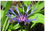 fleur01.jpg