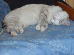 le petit chat 002.jpg