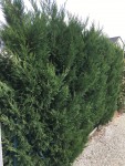 IMG_6297.jpeg