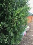 IMG_6300.jpeg