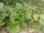 photo plante
