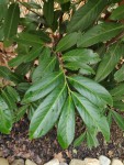 haies détails feuilles_1.jpg