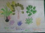 1er plan dessin.jpg
