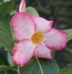 adenium 1.jpg