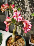 adenium2.jpg