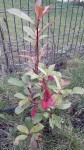 Photinia_01.jpg