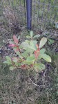 Photinia_02.jpg
