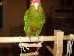 Paco