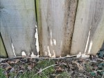 Champignon