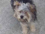 César