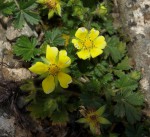 Fleurs jaunes 1.JPG