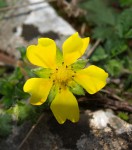 Fleurs jaunes 2  .JPG