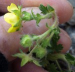 Fleurs jaunes 3.JPG