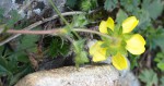 Fleurs jaunes 4.JPG